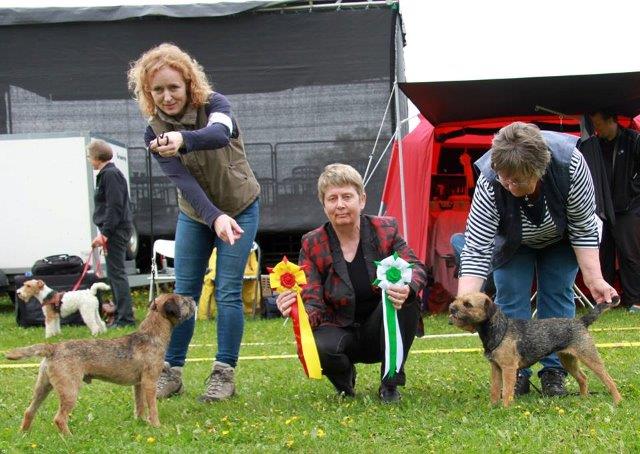 Kali-Kama Border Terrier